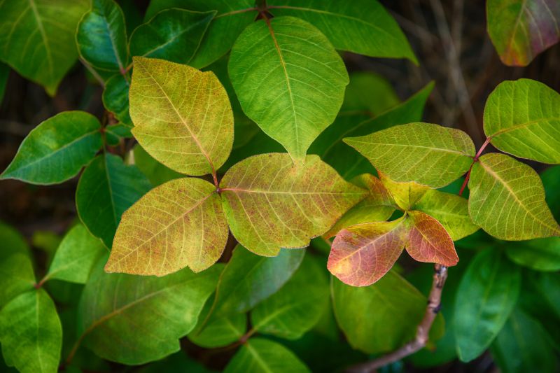 Poison Ivy Removal in Honolulu, HI