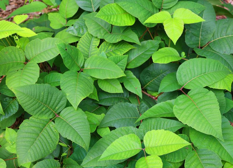 Poison Oak Removal in Delaware County, PA
